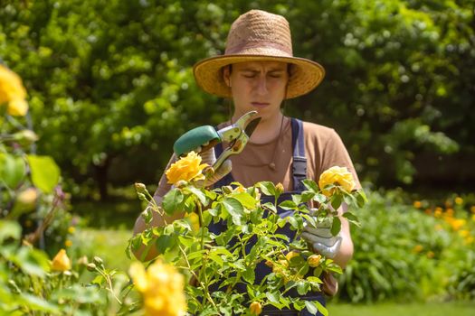 A young man with hands in gloves is trimming bushes of roses in his garden with a secateur. A professional gardener is cutting roses with a garden pruner.