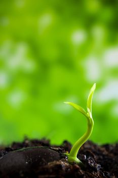 Freshness new life growing from seed, leaves of young plant seedling in nature