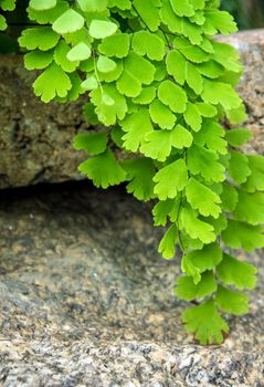 Freshness green and small leaf of Adiantum, black leaf stalk fern