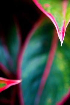 Close-up to detail vivid red and green color on leaf surface of Aglaonema 'Siam Aurola' beautiful tropical ornamental houseplant