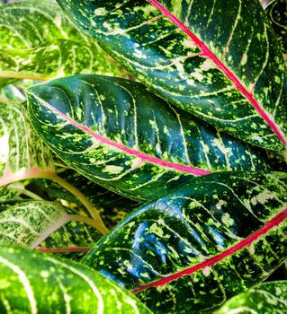 Close-up to detail vivid pink and green color on leaf surface of Aglaonema beautiful tropical ornamental houseplant