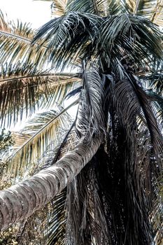 The coconut tree and dried leaves are very cluttered, in pale colors