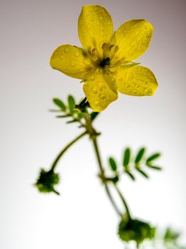 Yellow flower of small caltrops weed