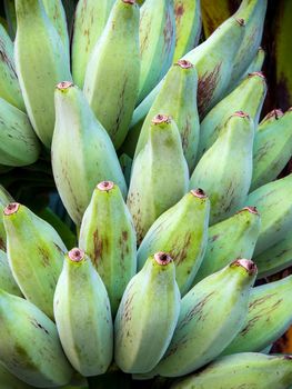 Bunch of raw Silver Bluggoe on a banana tree