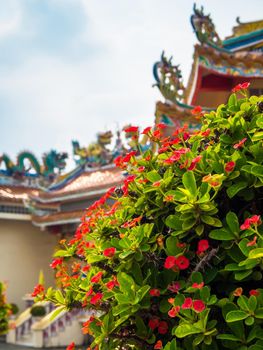 Crown of Thorns is Sacred plant in Chinese religious venues have many small red flower