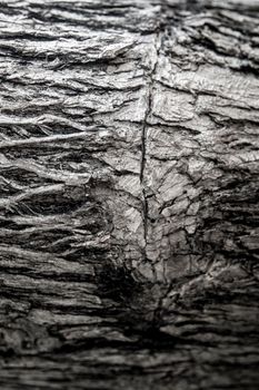 Surface texture and trenches on the bark of tree trunk