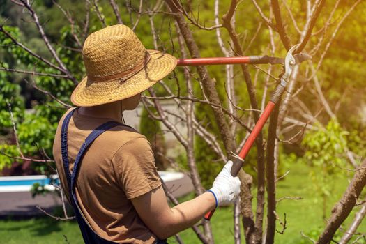 A young man in a straw hat and hands in gloves is cutting tree branches in his garden with a big secateur. A professional gardener is cutting a tree with a pruner