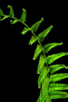 Freshness Green leaf of Fern on black background