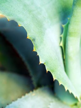 Agave succulent plant, close up white wax on freshness leaves with thorn of Agave leaf