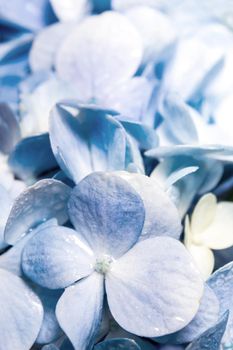 Close up detail of freshness blue hydrangea flowers as background texture