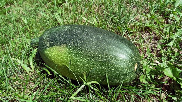 A large round zucchini of green color. Zucchini in the garden.