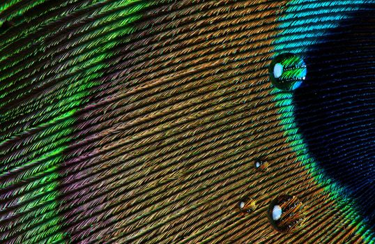 Water drop on Peacock feather.
