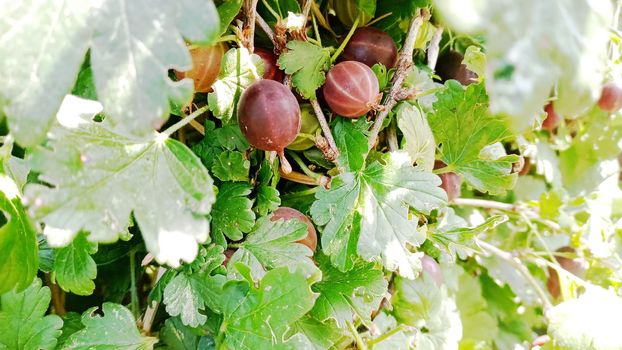 Gooseberries on the branches. A bunch of gooseberries on a branch in the garden. In the green leaves of a berry bush.