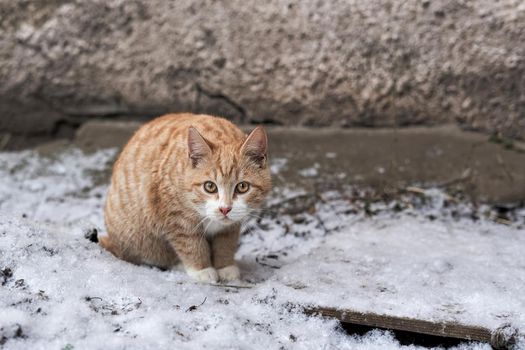 A red cat sits in the snow near a stone wall. Looks into the camera,close up
