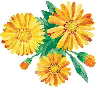 Flowers and leaves of calendula. Watercolor illustration