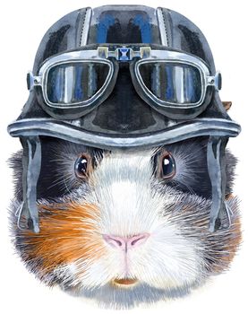 Cute cavy in biker helmet with glasses. Pig for T-shirt graphics. Watercolor abyssinian guinea pig illustration