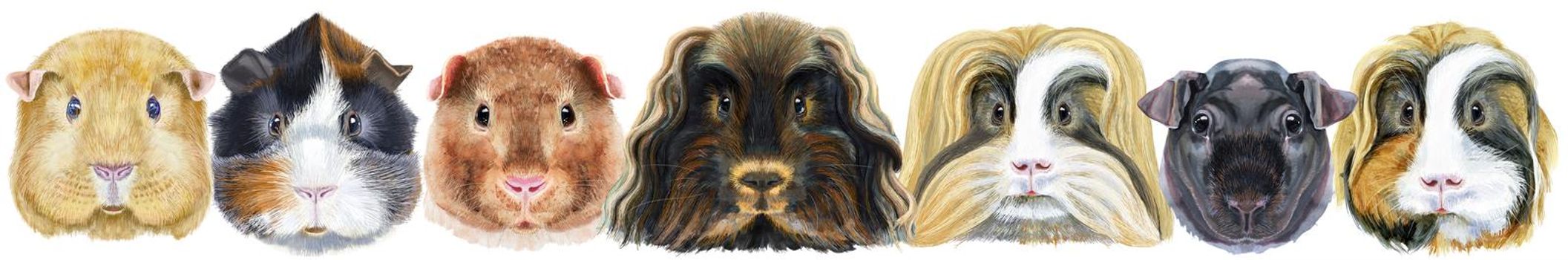 Cute cavy. Pig for T-shirt graphics. Watercolor guinea pigs border set