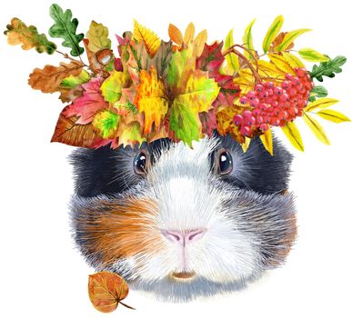 Cute cavy with wreath of autumn leaves . Pig for T-shirt graphics. Watercolor abyssinian guinea pig illustration