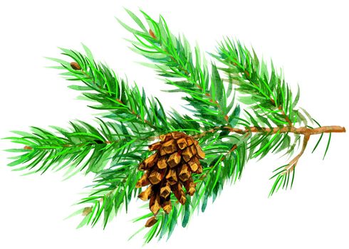 Fir branch with cone, watercolor painting on white background