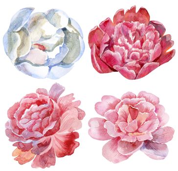 Watercolor peony set. Vintage floral elements with peony flowers and leaves isolated on white background. Hand drawn