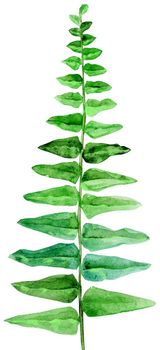Watercolor green leaves of fern isolated on white background
