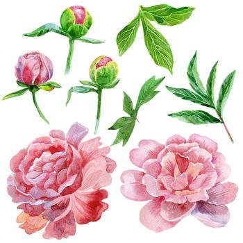 Watercolor peony set. Vintage floral elements with peony flowers and leaves isolated on white background. Hand drawn