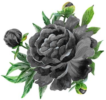 Luxurious black peony with buds and leaves. Vintage floral elements with peony flower and leaves isolated on white background. Hand drawn