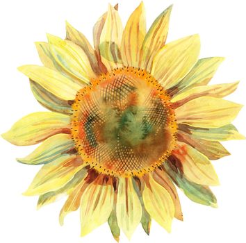Watercolor lush sunflower with yellow petals