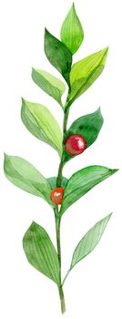 Watercolor green ruscus with red berries isolated on white background