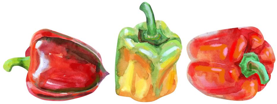 Watercolor set of red pepper isolated hand drawn