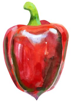 Watercolor red pepper isolated hand drawn