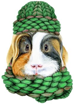 Guinea pig pig in a green knitted hat and scarf. Pig for T-shirt graphics. Watercolor Sheltie guinea pig illustration