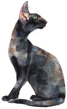 Watercolor oriental cat. Hand drawn black short hair pet on white background.