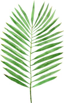 Watercolor green leaves of palm tree isolated on white background