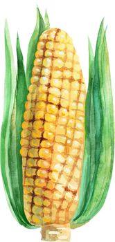 Corncob with leaf. watercolor painting on white background