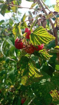 Organic raspberries on bush, copy space. Cultivation, food. Raspberry plantation. Growing berries closeup. Raspberry plant, raspberry bush. Ripe raspberry on branch in fruit garden