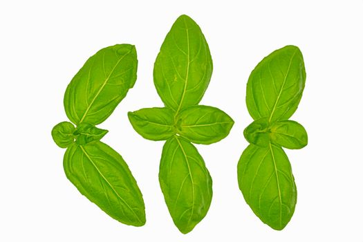 Green basil leaves on white background. Fresh sweet basil leaves isolated. Basil leaves top view set. Basil leaves isolated on white background. Top view. Flat lay.