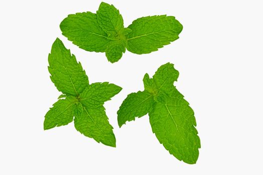 Mint leaves. Fresh mint on white background. Mint leaves isolated. Fresh mint leaves isolated on a white background with clipping path and full depth of field. Top view with copy space for your text. Flat lay.