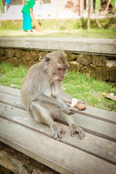 Monkeys at sacred monkey forest Ubud Bali Indonesia