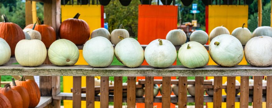 Decorative ripe pumpkins stored on wooden shelves.