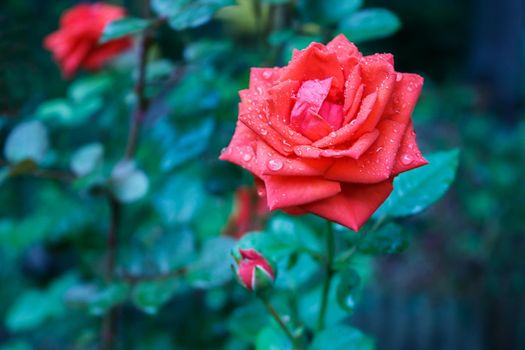 bright red rose in the garden after rain on summer day