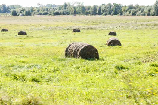 field with bales of harvested hay on sunny autumn day