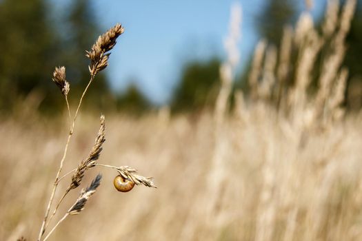 snail sits on a stalk of dry grass on sunny autumn day