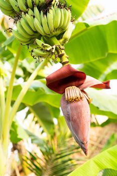 Banana flower and unripe fruits on a tree in the garden