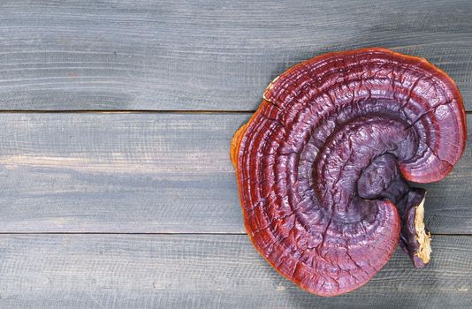 Close up of Ling zhi mushroom, Ganoderma lucidum mushroom on wooden floor