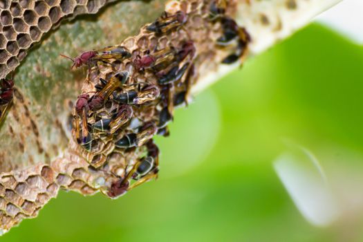 Close-up of wasp and wasp nest with eggs and larvae in nature