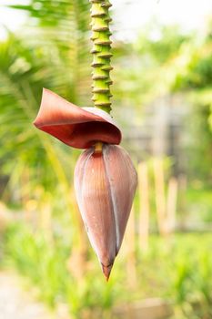 Banana flower and unripe fruits on a tree in the garden