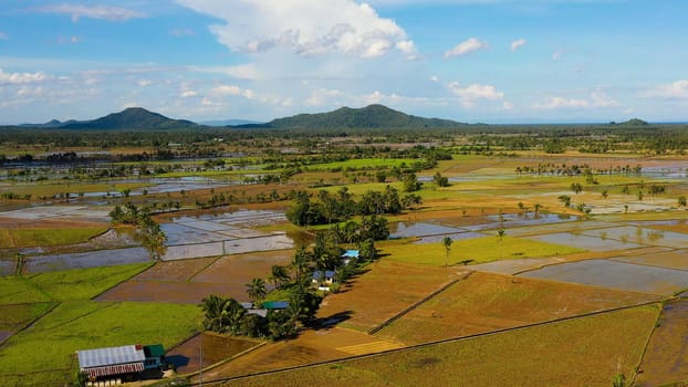 Rice fields are flooded with water. Tropical landscape with fertile soil. Leyte Island, Philippines. Agriculture concept.
