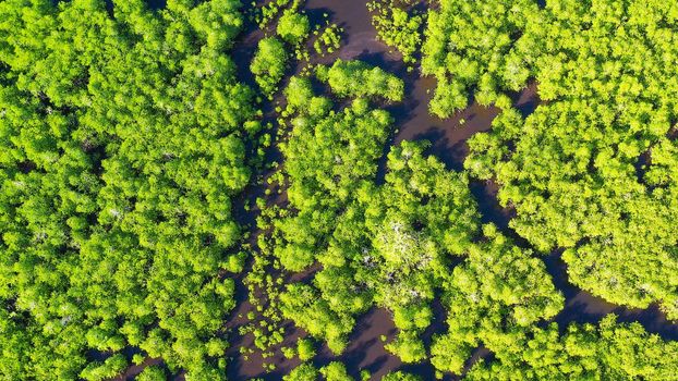 Tropical mangrove green tree forest view from above, trees, river. Mangrove landscape, Ecosystem and healthy environment concept. Mindanao, Philippines.
