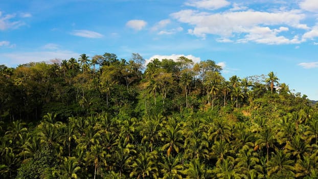 Beautiful mountain landscape with a jungle in sunny weather. Summer and travel vacation concept. clouds over the mountain peaks. Evergreen forest on a tropical island.